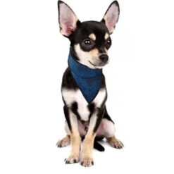 Aqua Coolkeeper Cooling Pet Bandana Small -Hondenspullen Serie Winkel aqua coolkeeper cooling pet bandana small 1