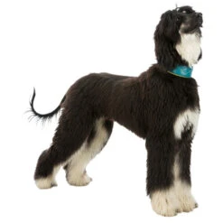 Trixie Active Comfort Anti-trek Windhondenhalsband -Hondenspullen Serie Winkel trixie active comfort anti trek windhondenhalsband 3